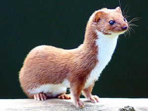 weasel