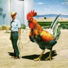 giant chicken