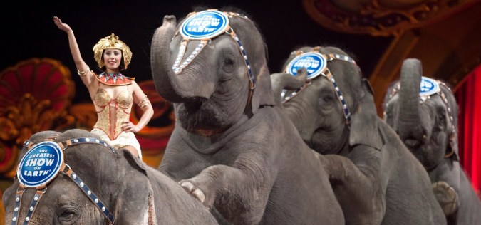 circus-elephants-