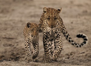 "OK, now pay attention. I'll teach you to hunt, but it will cost you..."