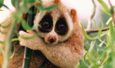 Slow Loris