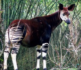 I'm so disgusted with Nancy Pelosi that I can't tolerate seeing her face on the blog, so I'm posting a picture of one of my favorite animals, an Okapi...which would, by the way, be a likely improvement in over Pelosi.in Congress.