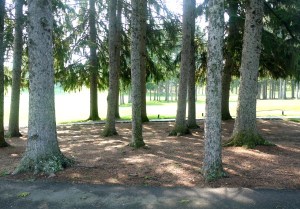 Interestingly, THIS grove understands ethics better than Lloyd. 