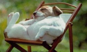 This story is so upsetting, I recommend periodically checking this picture to get you through it. It helped me.