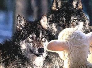wolves-and-sheep