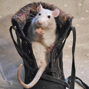 Fortunately, Jay's successor is ready to go...