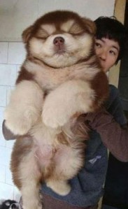 This isn't the puppy in the post, but I've been looking for an excuse use this photo...