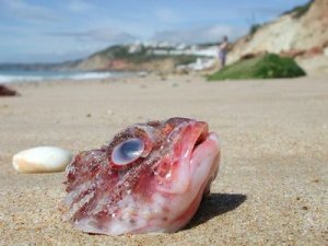 Time for a new fish head in the District of Columbia.