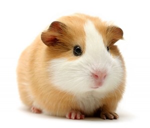 guinea-pig
