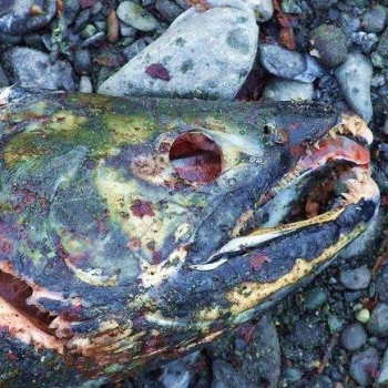 rotting fish head