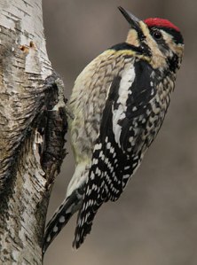 "Don't worry, Mr. Sapsucker---the birders are looking out for you. Just be grateful you don't go to public school in San Antonio."