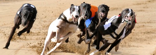 greyhound racing