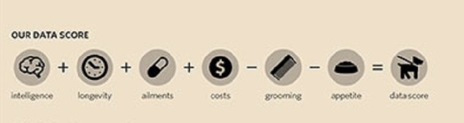 Dog Chart Data Score