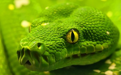 green_anaconda