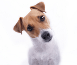 "Wait...WHAT did you just say??"