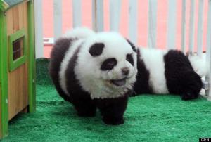 Fake Panda