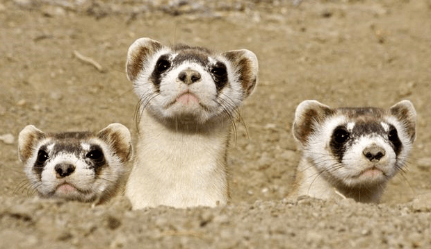 weasels