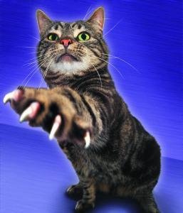 cat claws