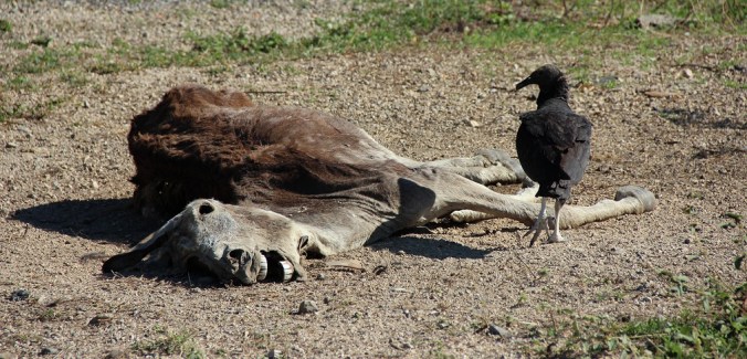 dead donkey