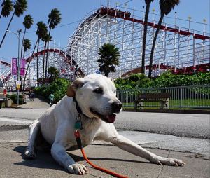 Like all dogs, Poh has several amusement parks on his bucket list...