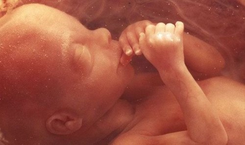 Foetus-435110