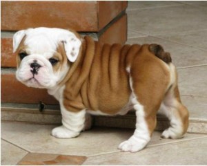 I just can't bear to put up another Hillary photo, and the graphics for "fake apologies" are all memes, so here's an adorable bull dog puppy.