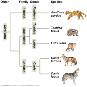 "HA! Just what I need to stop illegal immigration!"