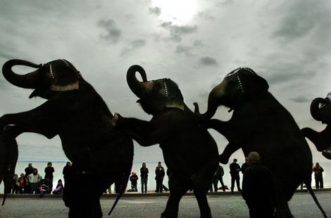 Elephants from the Ringling Bro. and Barnum and Bailey Circus perform a nine-trunk salute.