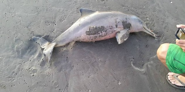 dead dolphin