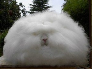 I can't bear posting another picture of Trump, so here is an Angora rabbit...