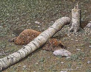 beaver-crushed-by-his-own-tree
