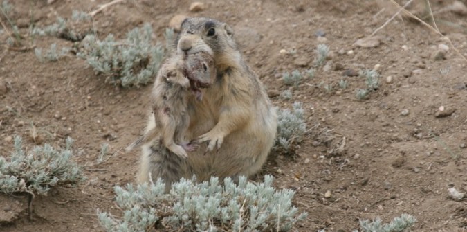 Aww, look at the cute little prai---MY GOD, WHAT IS IT DOING TO THAT SQUIRREL???