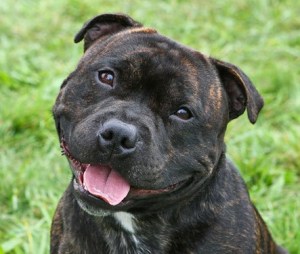 No photo of Buster is available, but this is a Staffordshire Bull Terrier, and if this image  fills you with fear and revulsion, you're an idiot, at least when it comes to dogs.