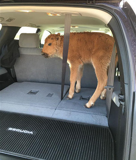 bison calf
