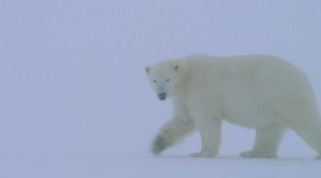 Polar bear snowstorm