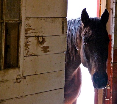 horse-in-barn-door