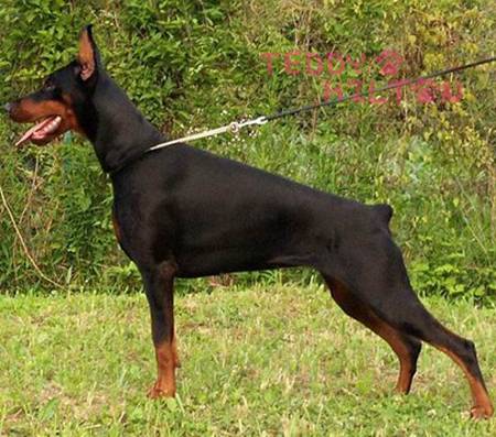 doberman-2