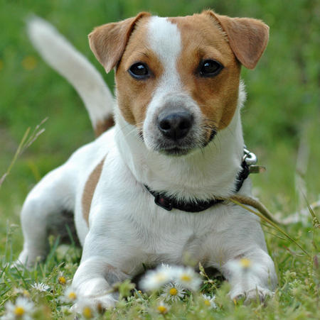 jack-russell-terrier