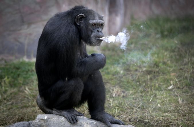 smoking-chimp