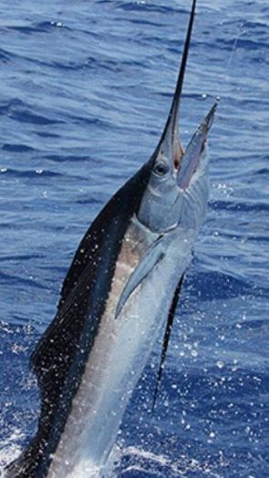 sailfish