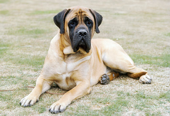 mastiff
