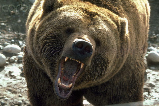 1984, Washington State, USA --- A fierce bear growls and bares its teeth. | Location: Washington, USA.  --- Image by © Michael T. Sedam/CORBIS