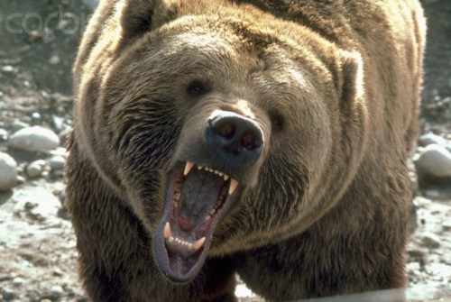 1984, Washington State, USA --- A fierce bear growls and bares its teeth. | Location: Washington, USA.  --- Image by © Michael T. Sedam/CORBIS
