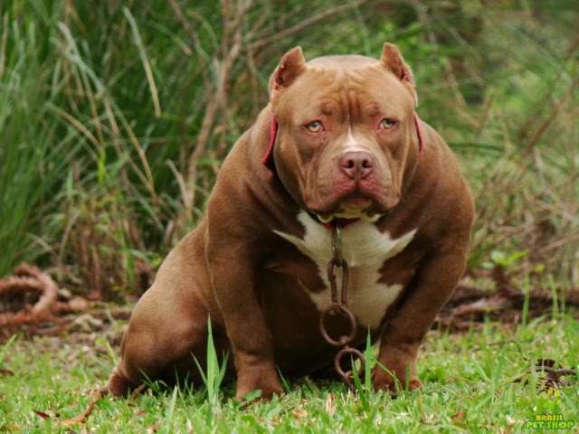american-bully2