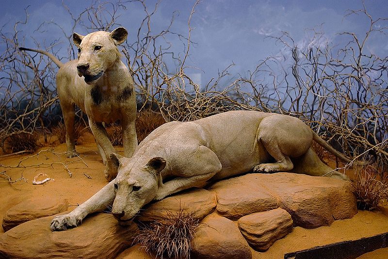Tsavo lions
