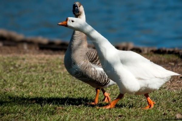 goose-and-gander2