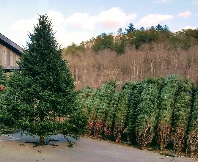 Osage-XMas-Trees-1292x609