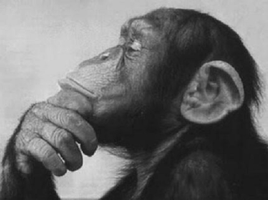 monkey-thinker