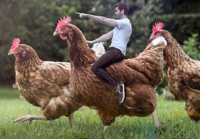Chickens attack