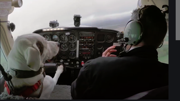 dog pilot